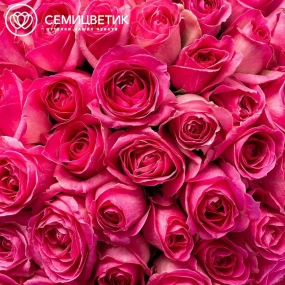 Букет из 51 розовой розы 35-40 см (Россия) в сиреневой пленке