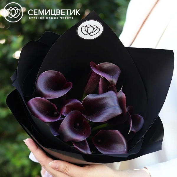 Букет из 11 темно-фиолетовых калл в черной пленке