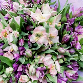 Букет из 25 альстромерий в розовых и фиолетовых тонах в розовой пленке