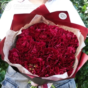 Букет из 15 бордовых пионов Old Faithful Standart Plus в бордовой пленке