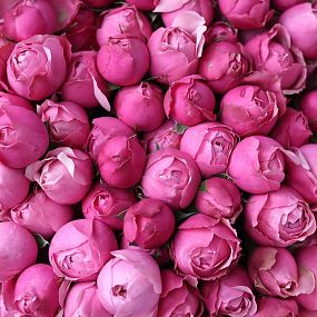 Букет из 21 розовой кустовой пионовидной розы Silva Pink в розовой пленке