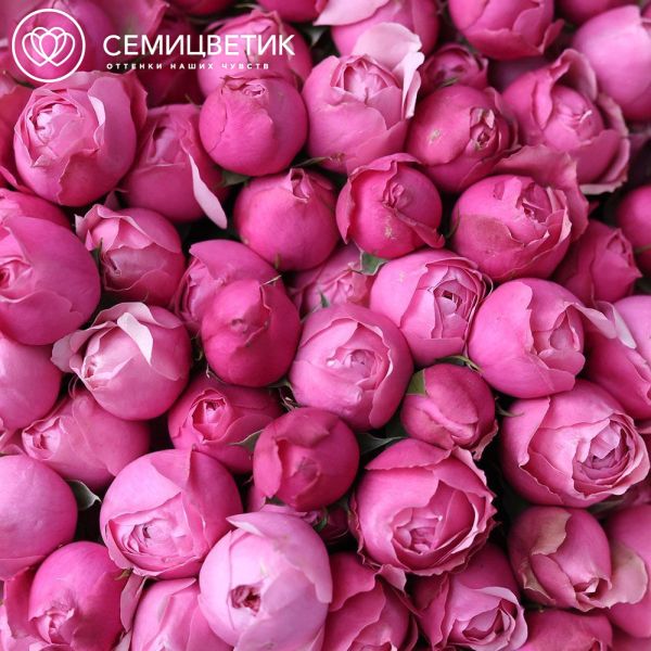 Букет из 21 розовой кустовой пионовидной розы Silva Pink в розовой пленке
