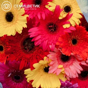 Букет из 15 гербер микс в голубой пленке