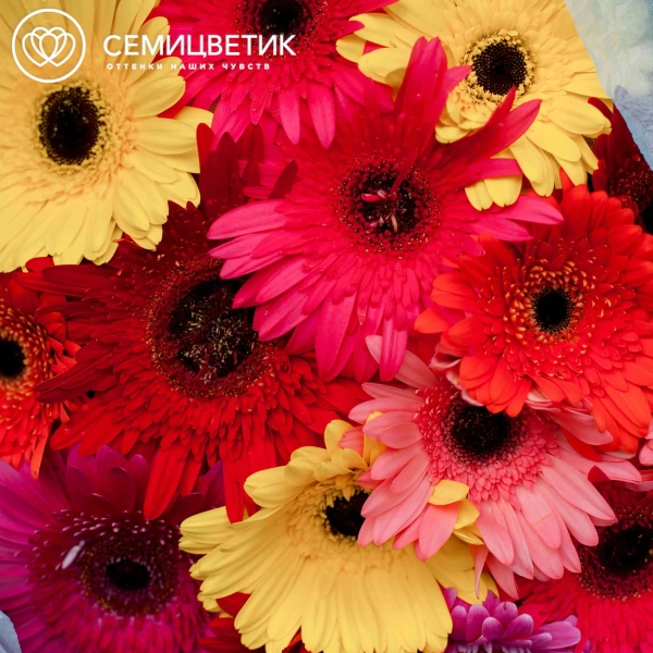 Букет из 15 гербер микс в голубой пленке