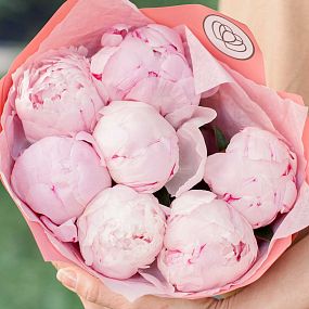 Букет из 7 розовых пионов Premium