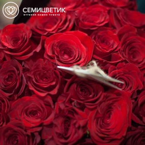 Букет из 25 красных роз Freedom 60 см (Эквадор) в бордовой пленке
