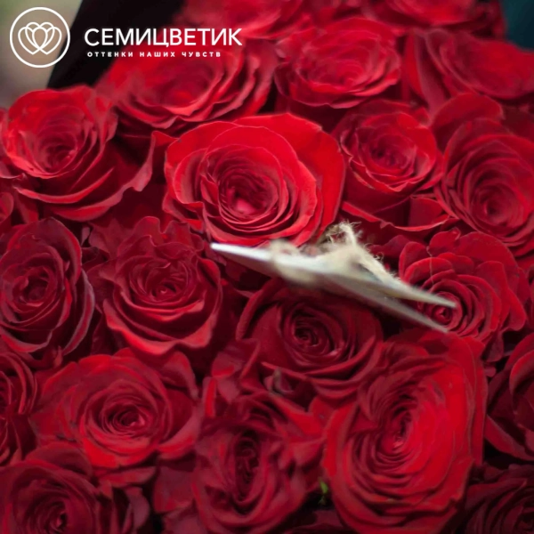 Букет из 25 красных роз Freedom 60 см (Эквадор) в бордовой пленке