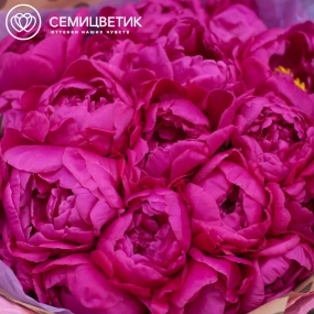 Букет из 19 малиновых пионов Standart в розовой пленке