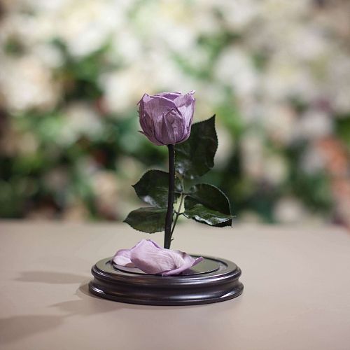 Сиреневая роза в колбе 22 см