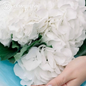 Букет из 5 белых гортензий в белой пленке