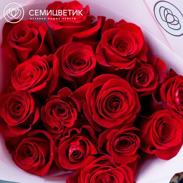 Букет из 15 красных роз 50-60 см (Эквадор) в розовой пленке