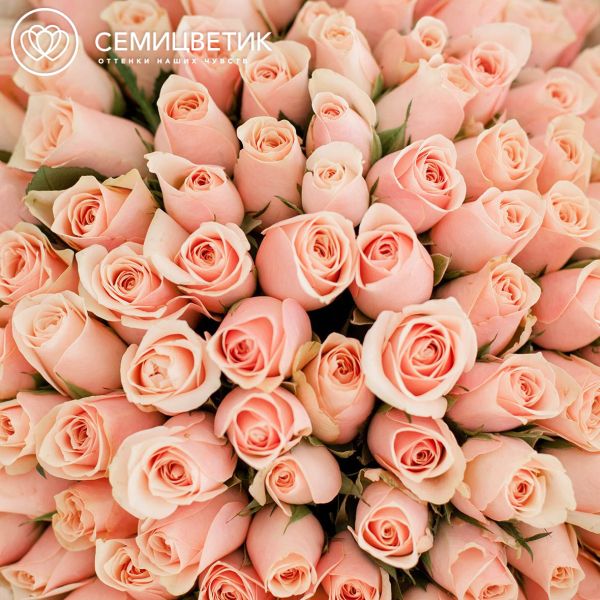 Букет из 101 персиковой розы 40 см (Кения)