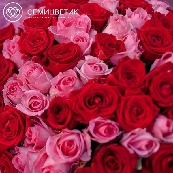 Букет из 101 красной и розовой розы 35-40 см (Россия)