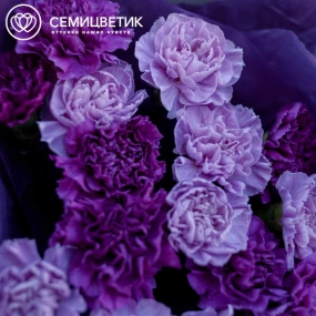 Букет из 15 сиреневых и фиолетовых гвоздик в сиреневой пленке