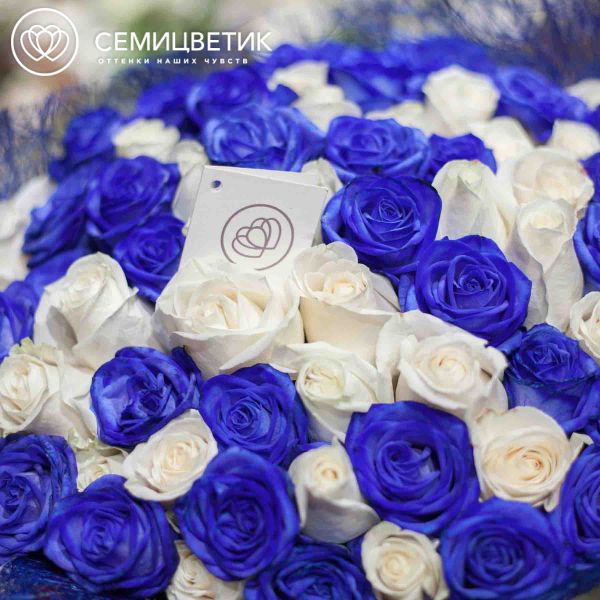 Букет из 71 белой и синей розы 60 см (Эквадор)
