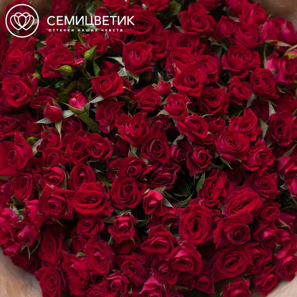 Букет из 51 красной кустовой розы 40 см (Кения)
