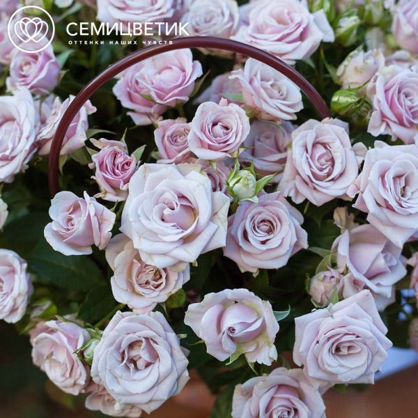 Композиция из 25 сиреневых кустовых роз в сумочке