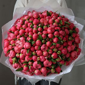 Букет из 151 кораллового пиона Coral Sunset Premium