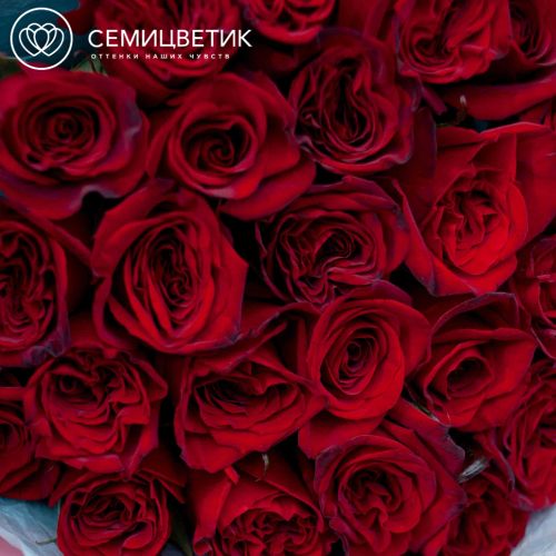 Букет из 25 красных с темной каймой роз (Россия) 50 см