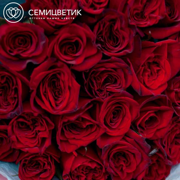 Букет из 25 красных с темной каймой роз (Россия) 50 см