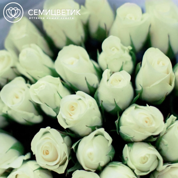 Букет из 35 белых роз 30 см (Кения) в голубой пленке