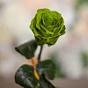Зелёная роза в колбе 22 см