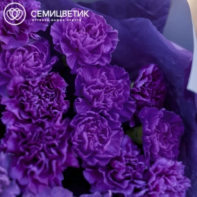 Букет из 15 фиолетовых гвоздик в сиреневой пленке