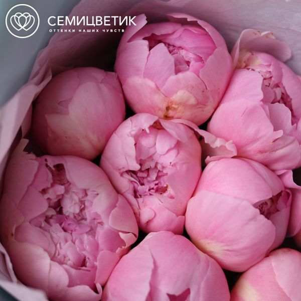 Букет из 9 нежно-розовых пионов Angel Cheeks Premium