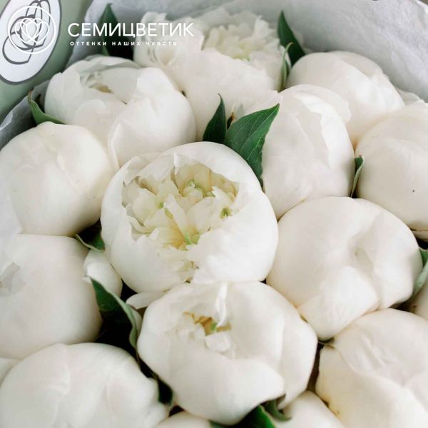 Букет из 15 белых пионов Premium