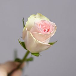 Роза (Кения) 40 см Фисташково-розовая поштучно