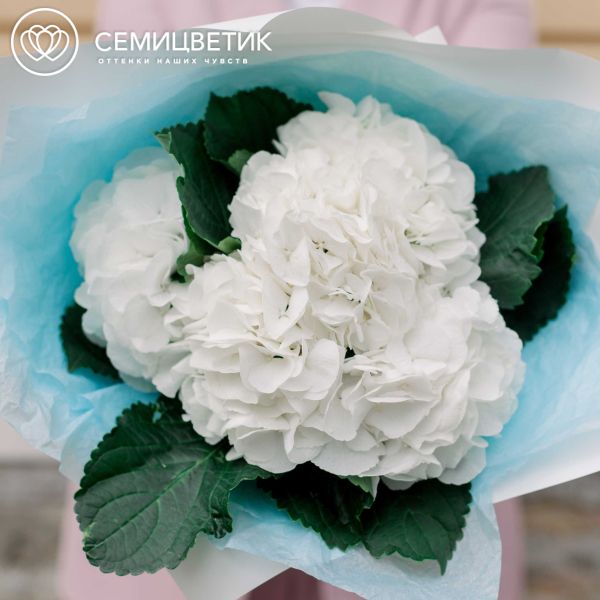 Букет из 5 белых гортензий