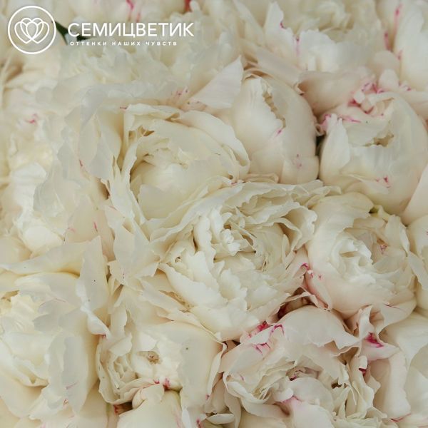 Букет из 51 бело-кремового пиона Bowl of cream Premium