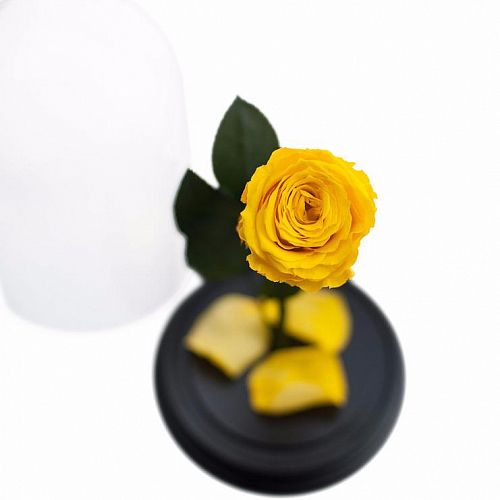 Желтая роза в колбе 22 см