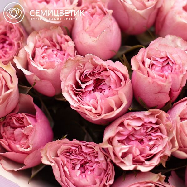 Букет из 25 розовых пионовидных роз Love Me Tender 40 см