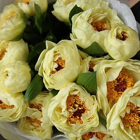 Букет из 15 лимонных пионов Lemon Chiffon Premium