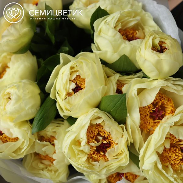 Букет из 15 лимонных пионов Lemon Chiffon Premium