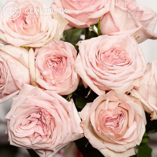 Букет из 25 розовых пионовидных роз Pink O'Hara 40 см