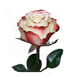 Роза (Эквадор) Sweetness 90 см Белая с красной каймой поштучно