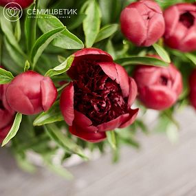 Композиция из 51 бордового пиона Premium в корзине