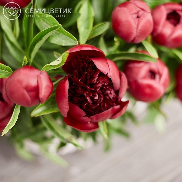 Композиция из 51 бордового пиона Premium в корзине