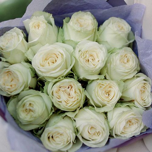 15 белых пионовидных роз Titanium 40 см