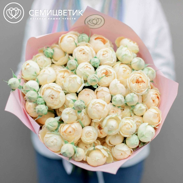 Букет из 25 кремовых кустовых пионовидных роз 70 см (Россия) в розовой пленке