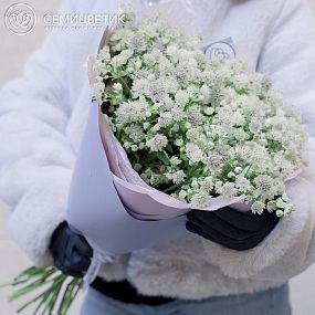 Букет из 25 белых астранций
