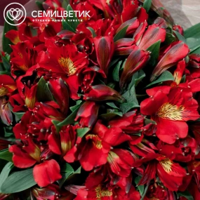 Букет из 25 красных альстромерий в бордовой пленке