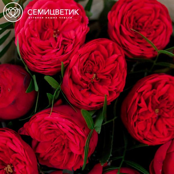 Букет из 11 красных пионовидных роз Red Piano 40 см с фисташкой