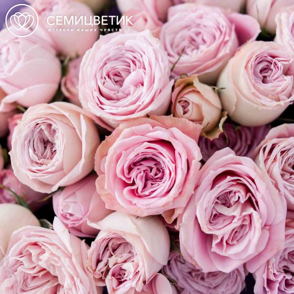 Букет из 11 сиреневых кустовых роз 40 см (Эквадор)
