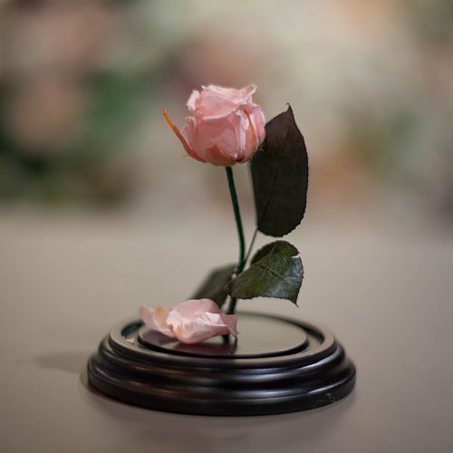 Роза в Колбе H12 * D9 Лайт пинк (нежно-розовая)