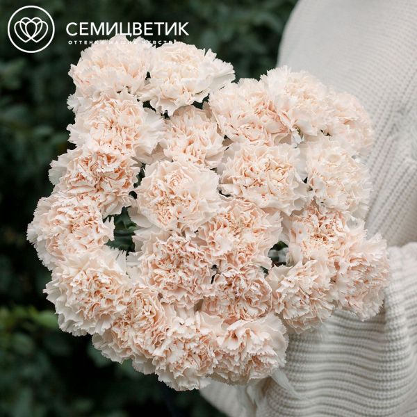 Траурный букет из 22 кремовых гвоздик