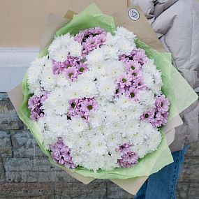 Букет из 51 белой и розовой кустовой хризантемы
