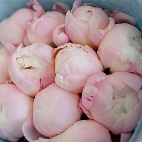 Маленький букет  из 11 нежно-розовых пионов Gardenia Premium